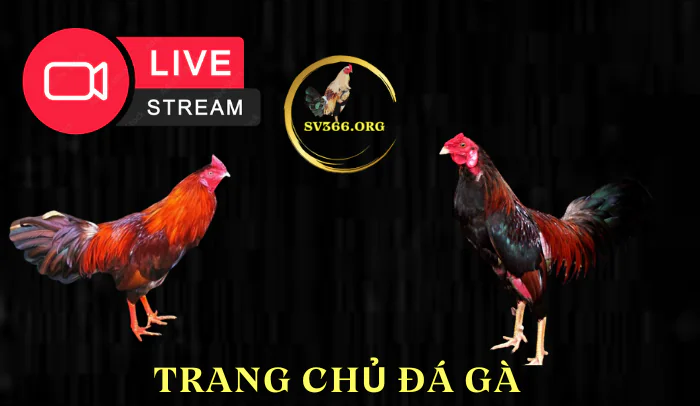 SV366.ORG đá gà thomo