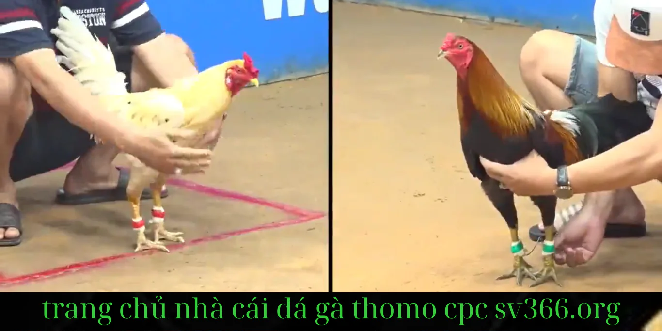 Đá Gà Trực Tiếp Hiệu Quả Trên Sv366