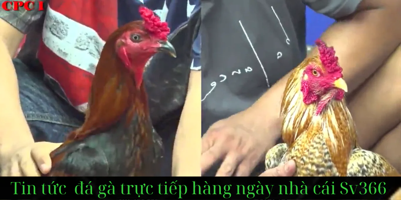 đăng ký tài khoản đá g à trực tiếp tại web site sv366.xyz