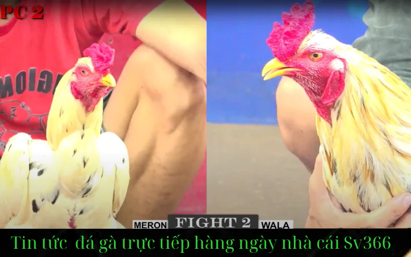 trang chủ nhà cái đá gà sv366