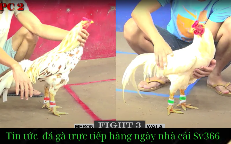 An toàn và bảo mật khi trải nghiệm Sv366 – Cam kết của nhà cái