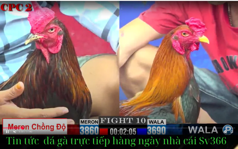 Lý do Sv366 trở thành trang web đá gà hàng đầu