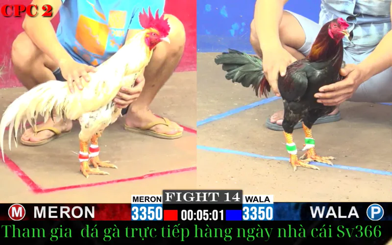 link đăng ký tham gia đăng ký đá gà trực tiếp tại sv366