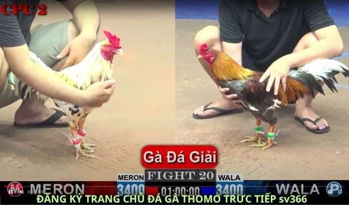 Giới thiệu về Sv366 Kênh Đá Gà Trực Tiếp Thomo CpC 1 - Địa chỉ hàng đầu cho fan đá gà online