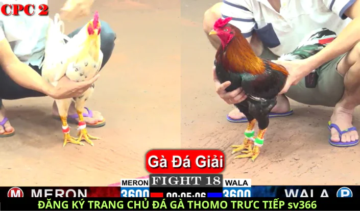 kênh đá gà cpc1 nhà cái sv366