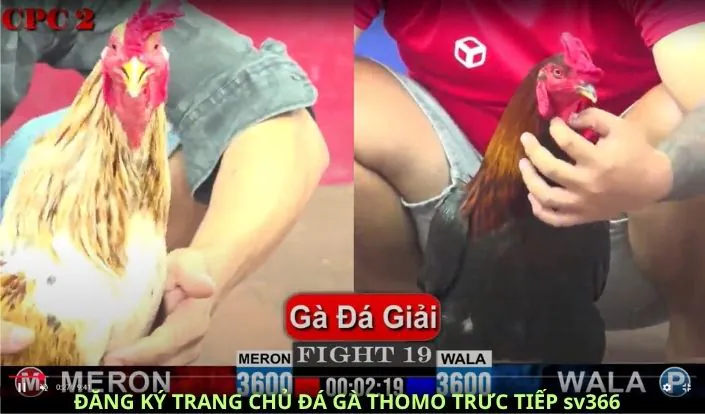 Sv366 Kênh Đá Gà Trực Tiếp Thomo CpC 1