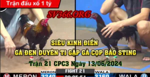 Đá gà cựa sắt trang chủ sv366 - sv368