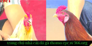 Hướng dẫn cách đăng ký Sv366 Đăng Ký đá gà thomo cpc - Chi tiết từng bước dễ dàng