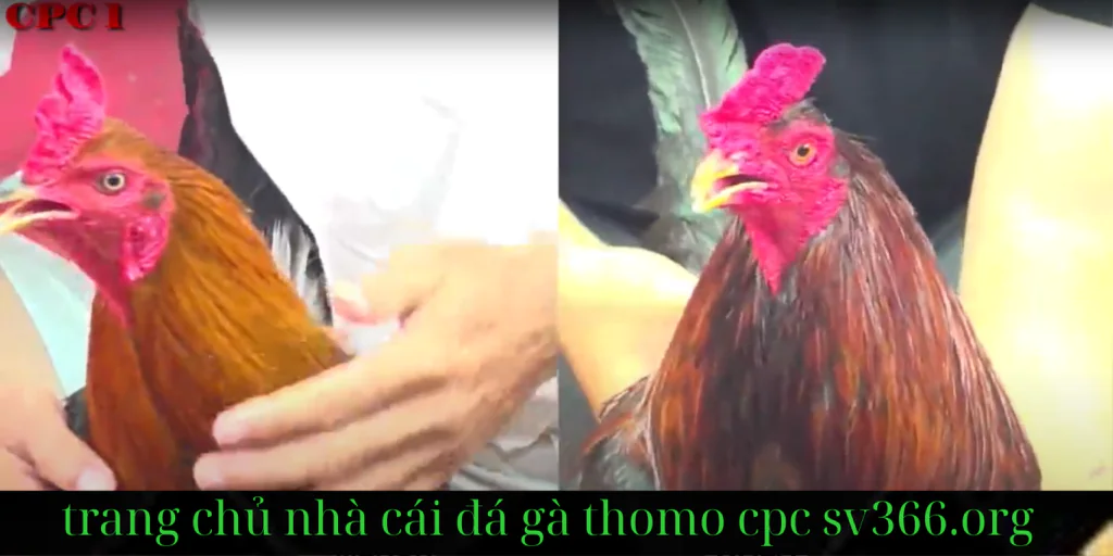Sv366 Đá Gà Trực Tiếp