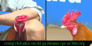 Các Bí Quyết Thắng Lớn Trong Cá Cược Đá Gà Trực Tiếp Trên Sv366