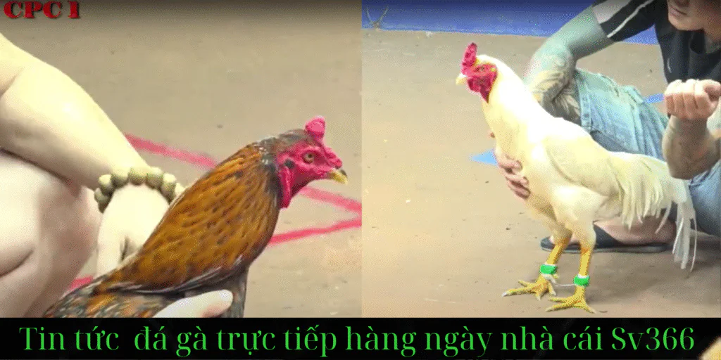 Đá Gà Trực Tiếp Trang WEBSITE : Sv366
