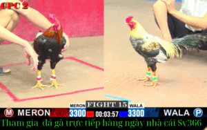 sv366 đem lại chất lượng hình ảnh đá gà , mang đến cho khách hàng trãi nghiệm tốt nhất